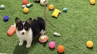 Akc mismark f BHT , a female Pembroke Welsh Corgi for sale in Oakdale, CA – 1 of 5