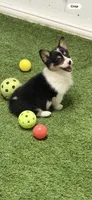Akc mismark f BHT , a female Pembroke Welsh Corgi for sale in Oakdale, CA – 3 of 5