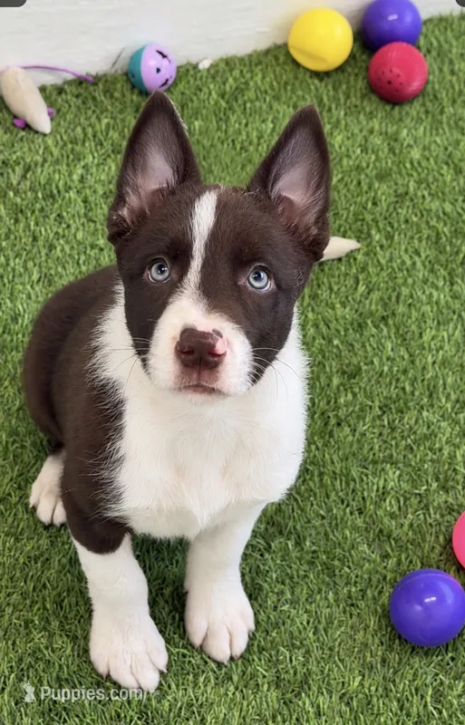 Red traditional smooth – Border Collie puppy on hold in Oakdale, CA