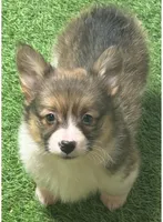 Sable AKC fluff Mismark , a female Pembroke Welsh Corgi for sale in Oakdale, CA – 1 of 1