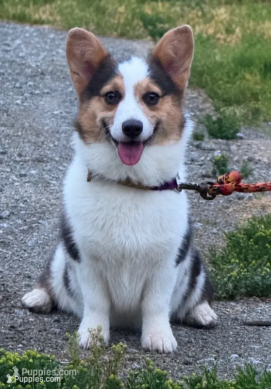 AKC  TRIPLE CLEAR MISMARK  – Pembroke Welsh Corgi puppy for sale in Oakdale, CA