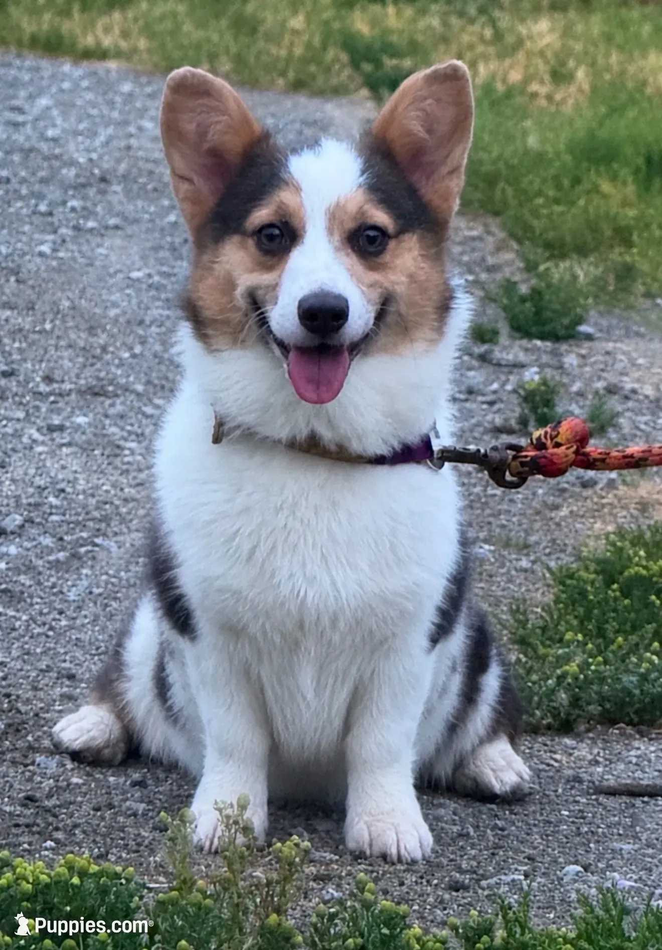 AKC  TRIPLE CLEAR MISMARK , a male Pembroke Welsh Corgi for sale in Oakdale, CA – 1 of 5
