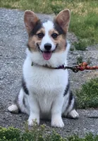 AKC KARMA SCM TRIPLE CLEAR MISMARK, a male Pembroke Welsh Corgi for sale in Oakdale, CA – 4 of 5
