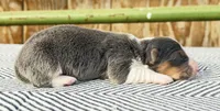 AKC Bluie Fluffy Triple Clear , a female Pembroke Welsh Corgi for sale in Oakdale, CA – 8 of 8