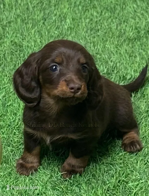Blissgamchof – Miniature Dachshund puppy for sale in Oakdale, CA