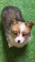 Lyra Red fluffy, a male Pembroke Welsh Corgi for sale in Oakdale, CA – Photo 1 of 5