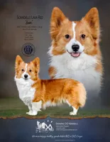 Lyra Red fluffy, a male Pembroke Welsh Corgi for sale in Oakdale, CA – Photo 5 of 5