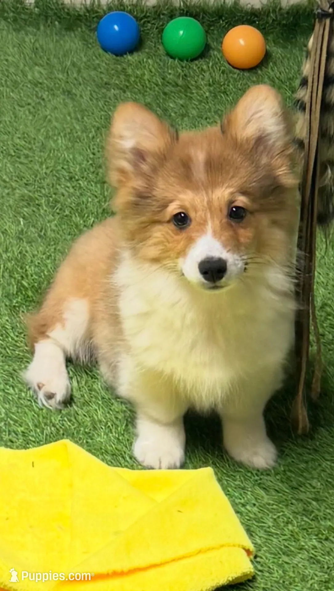 LHRedFF – Pembroke Welsh Corgi puppy for sale in Oakdale, CA
