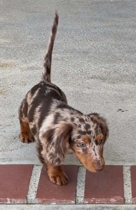 Charlie AKC KEEP LOOKINUP THATS THE SECRET OF LIFE  – Miniature Dachshund puppy for sale in Oakdale, CA