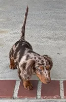 Charlie AKC KEEP LOOKINUP THATS THE SECRET OF LIFE , a male Miniature Dachshund for sale in Oakdale, CA – 1 of 1