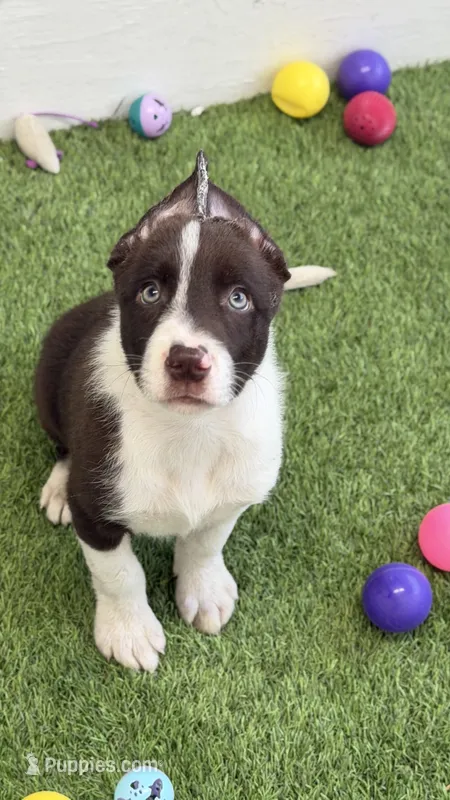 Red traditional smooth – Border Collie puppy for sale in Oakdale, CA