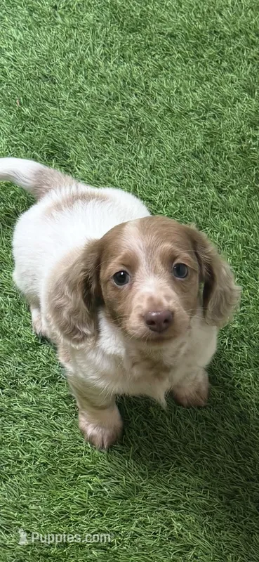 AKC Isabella Dapple Pie  – Miniature Dachshund puppy for sale in Oakdale, CA