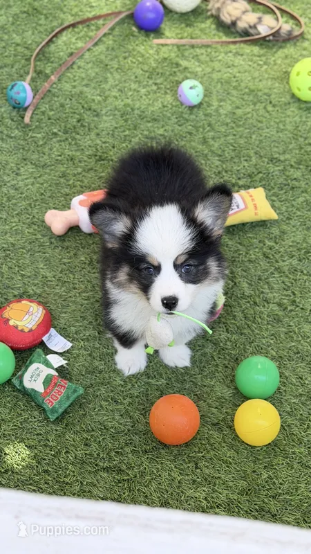 DelMFF  – Pembroke Welsh Corgi puppy for sale in Oakdale, CA