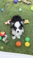 DelMFF , a male Pembroke Welsh Corgi for sale in Oakdale, CA – 1 of 2