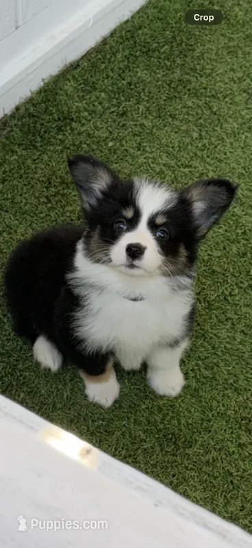 DelMFF blk  – Pembroke Welsh Corgi puppy for sale in Oakdale, CA