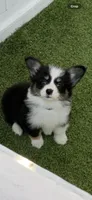DelMFF blk , a male Pembroke Welsh Corgi for sale in Oakdale, CA – 1 of 1