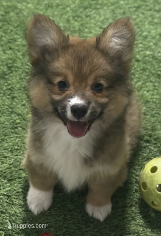 AKC Sable fluff M – Pembroke Welsh Corgi puppy for sale in Oakdale, CA