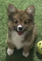 AKC Sable fluff M, a male Pembroke Welsh Corgi for sale in Oakdale, CA – 1 of 1
