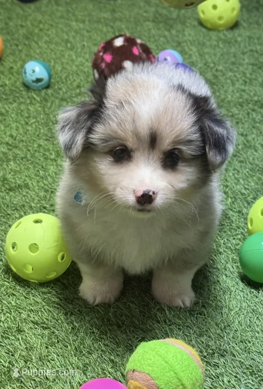 Tayhombmmbluecollar – Pembroke Welsh Corgi puppy for sale in Oakdale, CA