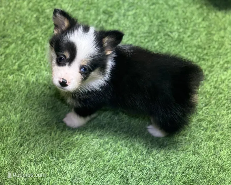 FancyJminmerleM – Pembroke Welsh Corgi puppy for sale in Oakdale, CA