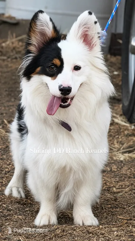 AKC Fluff Triple clear  – Pembroke Welsh Corgi puppy for sale in Oakdale, CA