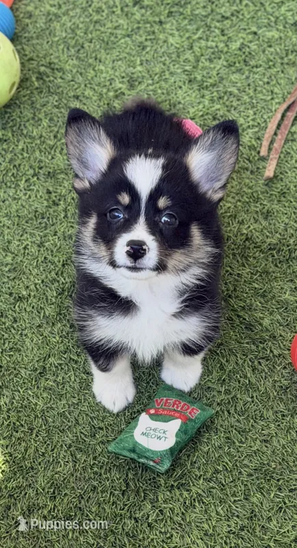 Delscm – Pembroke Welsh Corgi puppy for sale in Oakdale, CA