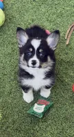 Delscm, a male Pembroke Welsh Corgi for sale in Oakdale, CA – 1 of 1