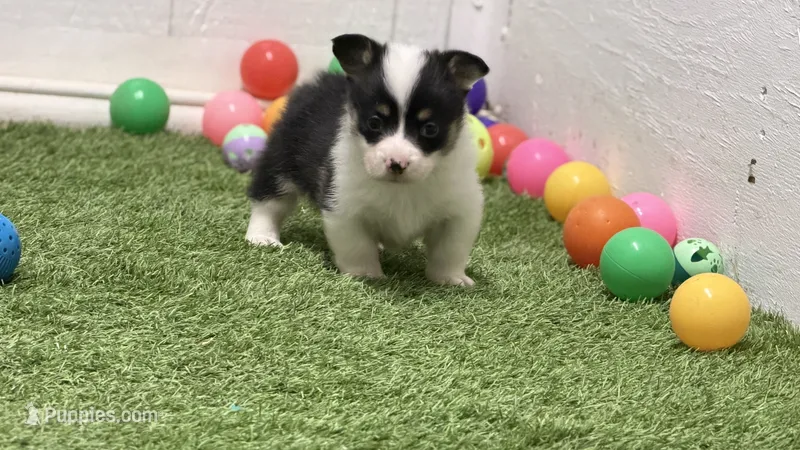 Karmegobhtfm – Pembroke Welsh Corgi puppy for sale in Oakdale, CA