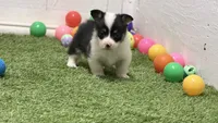 Karmegobhtfm, a male Pembroke Welsh Corgi for sale in Oakdale, CA – 2 of 2