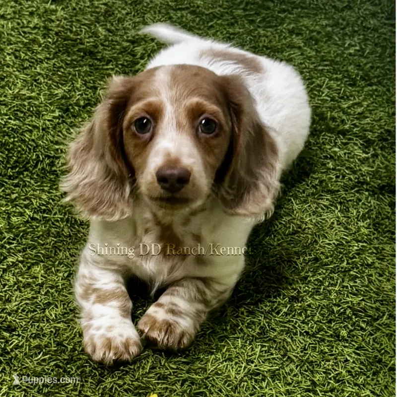 AKC Isabella Dapple Pie LH  – Miniature Dachshund puppy for sale in Oakdale, CA