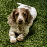AKC Isabella Dapple Pie LH , a male Miniature Dachshund for sale in Oakdale, CA – 1 of 1