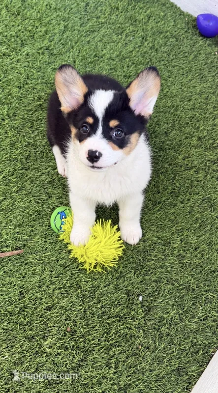 AKC KARMA SCM TRIPLE CLEAR MISMARK – Pembroke Welsh Corgi puppy for sale in Oakdale, CA