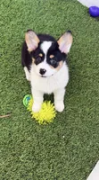 AKC KARMA SCM TRIPLE CLEAR MISMARK, a male Pembroke Welsh Corgi for sale in Oakdale, CA – 1 of 5