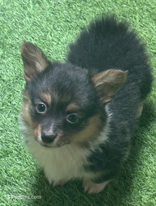 AKC Female BHT FLUFFY  – Pembroke Welsh Corgi puppy for sale in Oakdale, CA