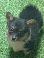 AKC Female BHT FLUFFY , a female Pembroke Welsh Corgi for sale in Oakdale, CA – 1 of 1