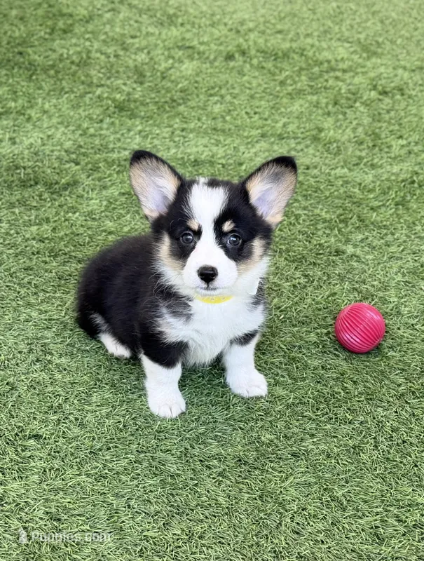 DelFscyellow – Pembroke Welsh Corgi puppy for sale in Oakdale, CA
