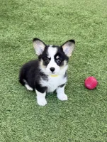 DelFscyellow, a female Pembroke Welsh Corgi for sale in Oakdale, CA – 1 of 1