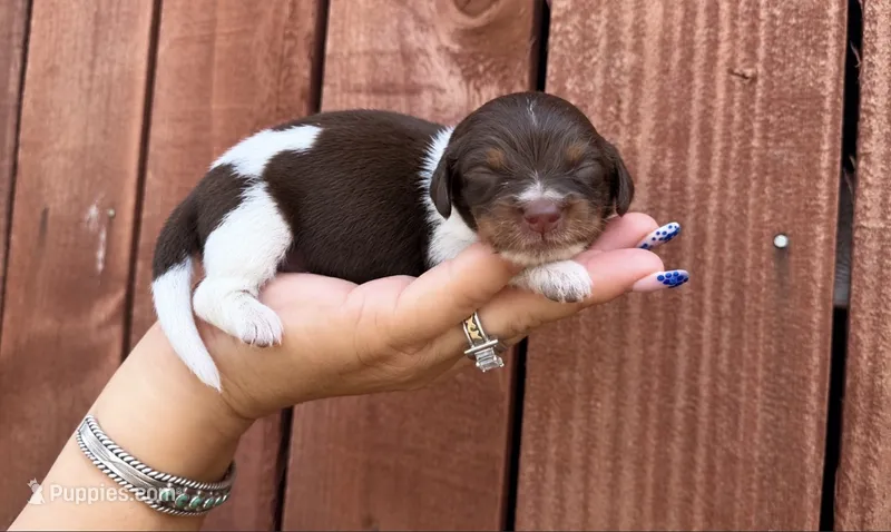 AKC PUMPKIN PIE  – Miniature Dachshund puppy for sale in Oakdale, CA