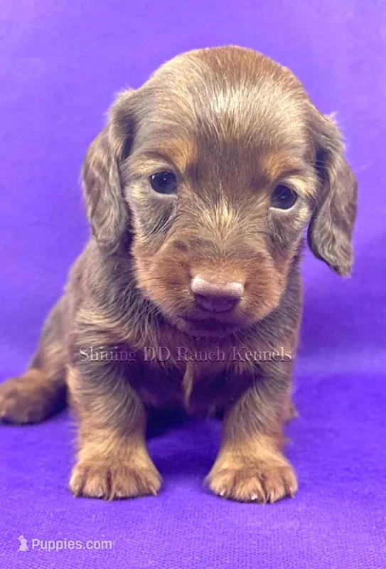 Bliss chocolate , a female Miniature Dachshund for sale in Oakdale, CA – Photo 1 of 1