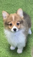 Lavaffluffypurple, a female Pembroke Welsh Corgi for sale in Oakdale, CA – Photo 1 of 3