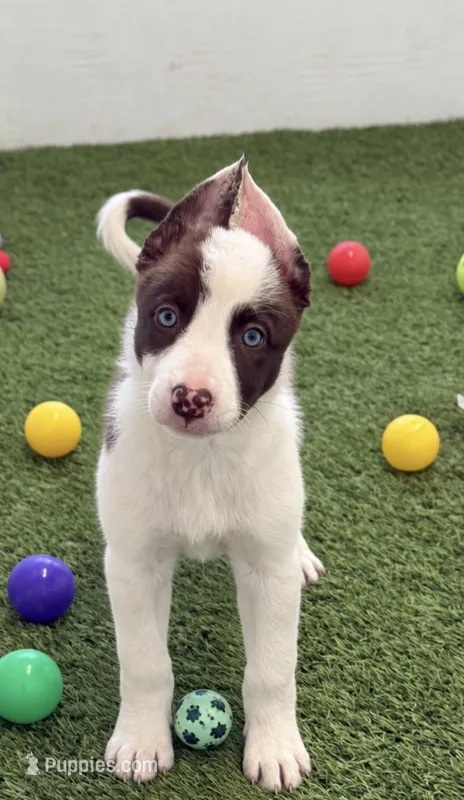 Red piebald smooth  – Border Collie puppy for sale in Oakdale, CA