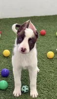 Red piebald smooth , a female Border Collie for sale in Oakdale, CA – 1 of 1