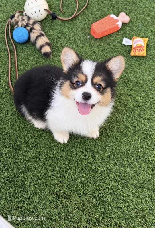 AKC KARMAFLUFFMISMARK Triple clear  – Pembroke Welsh Corgi puppy for sale in Oakdale, CA