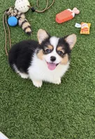AKC KARMAFLUFFMISMARK Triple clear , a male Pembroke Welsh Corgi for sale in Oakdale, CA – 1 of 5