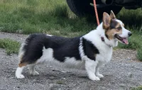 AKC KARMA SCM TRIPLE CLEAR MISMARK, a male Pembroke Welsh Corgi for sale in Oakdale, CA – 5 of 5
