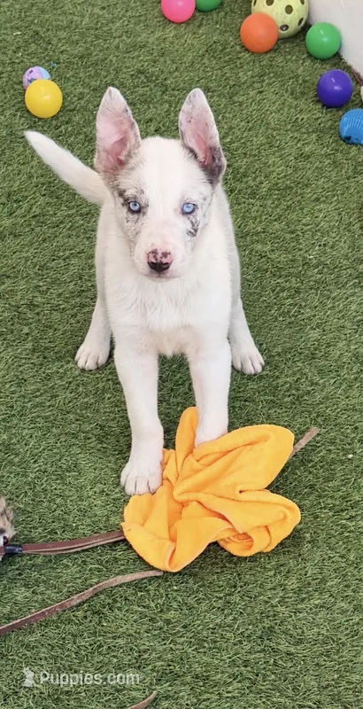 Lilac Merle  – Border Collie puppy for sale in Oakdale, CA
