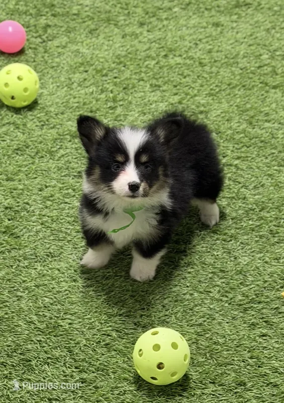 Delgreenm – Pembroke Welsh Corgi puppy for sale in Oakdale, CA
