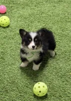 Delgreenm, a male Pembroke Welsh Corgi for sale in Oakdale, CA – 1 of 1