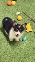 Akc mismark f BHT , a female Pembroke Welsh Corgi for sale in Oakdale, CA – 2 of 5
