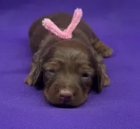 Blosschcofpink, a female Miniature Dachshund for sale in Oakdale, CA – Photo 1 of 2